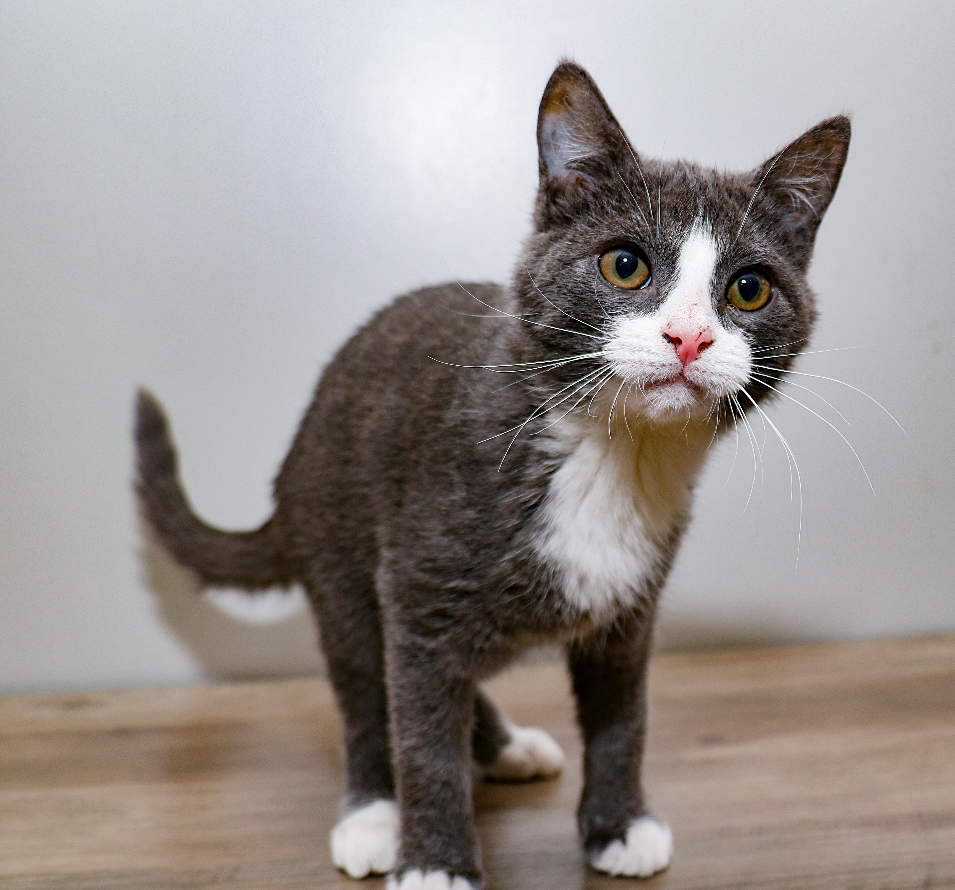 Enlarge Benjamin, an adopted Domestic Short Hair in Charlotte, NC image 1/5