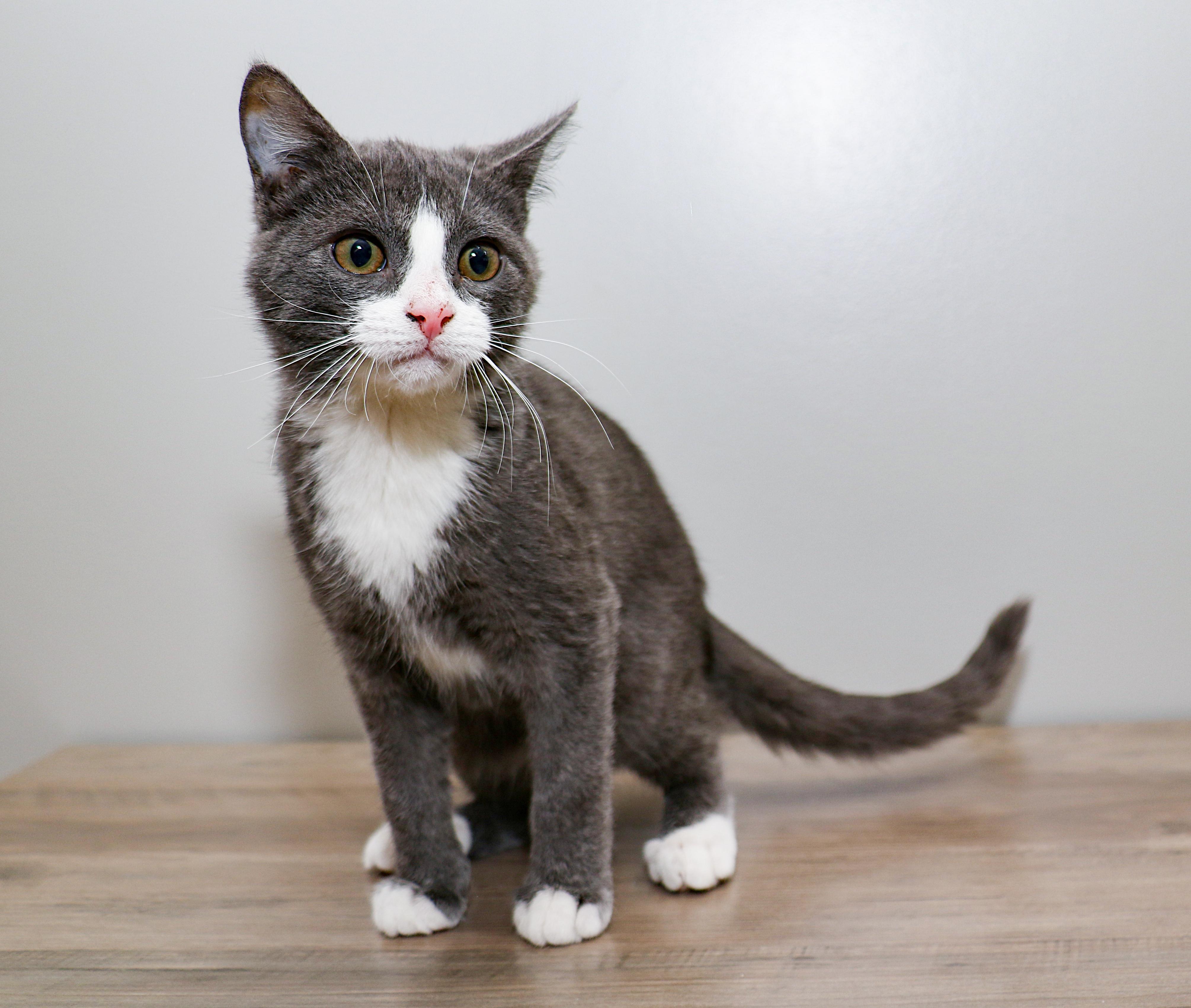 Enlarge Benjamin, an adopted Domestic Short Hair in Charlotte, NC image 2/5
