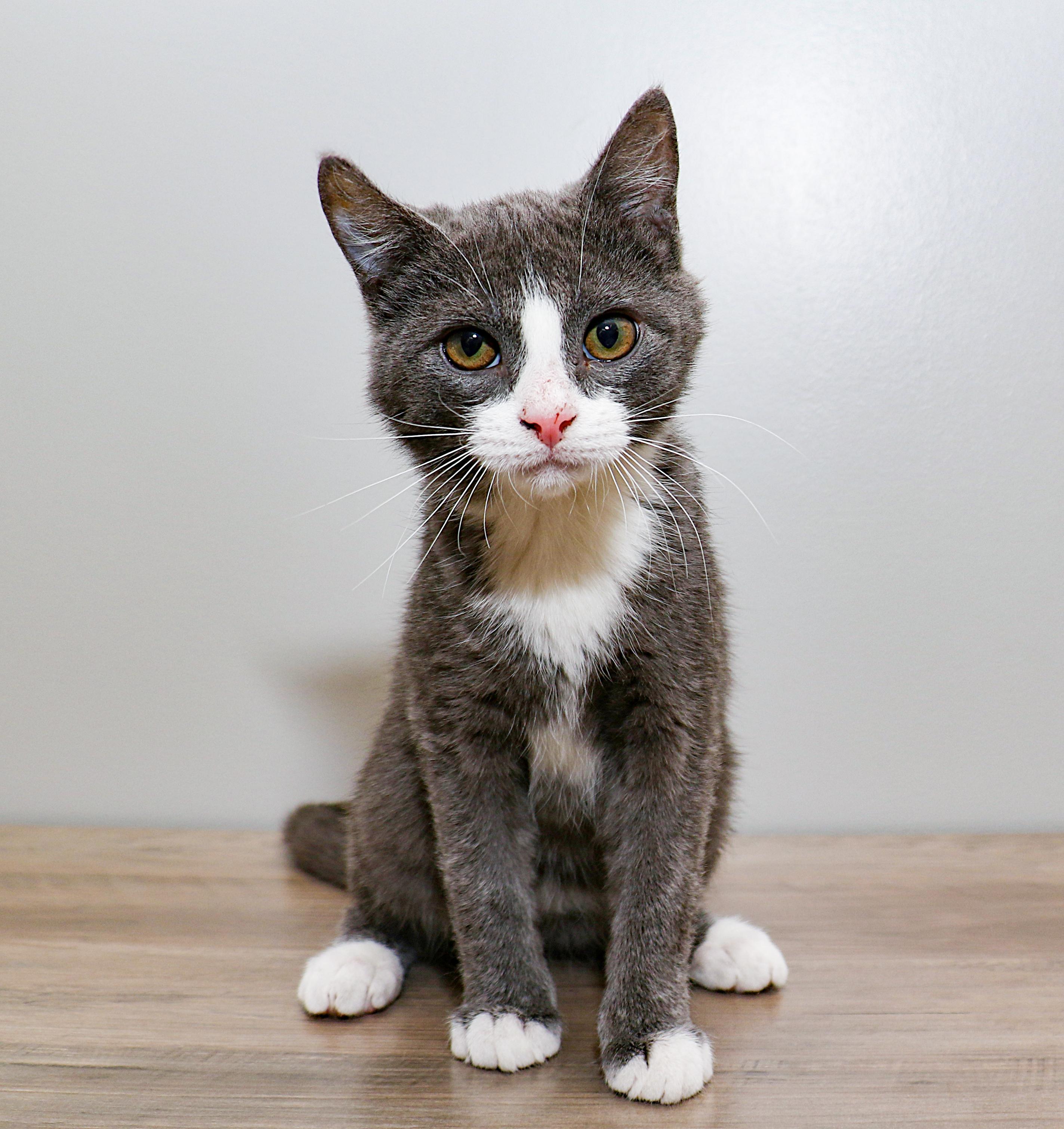 Enlarge Benjamin, an adopted Domestic Short Hair in Charlotte, NC image 3/5