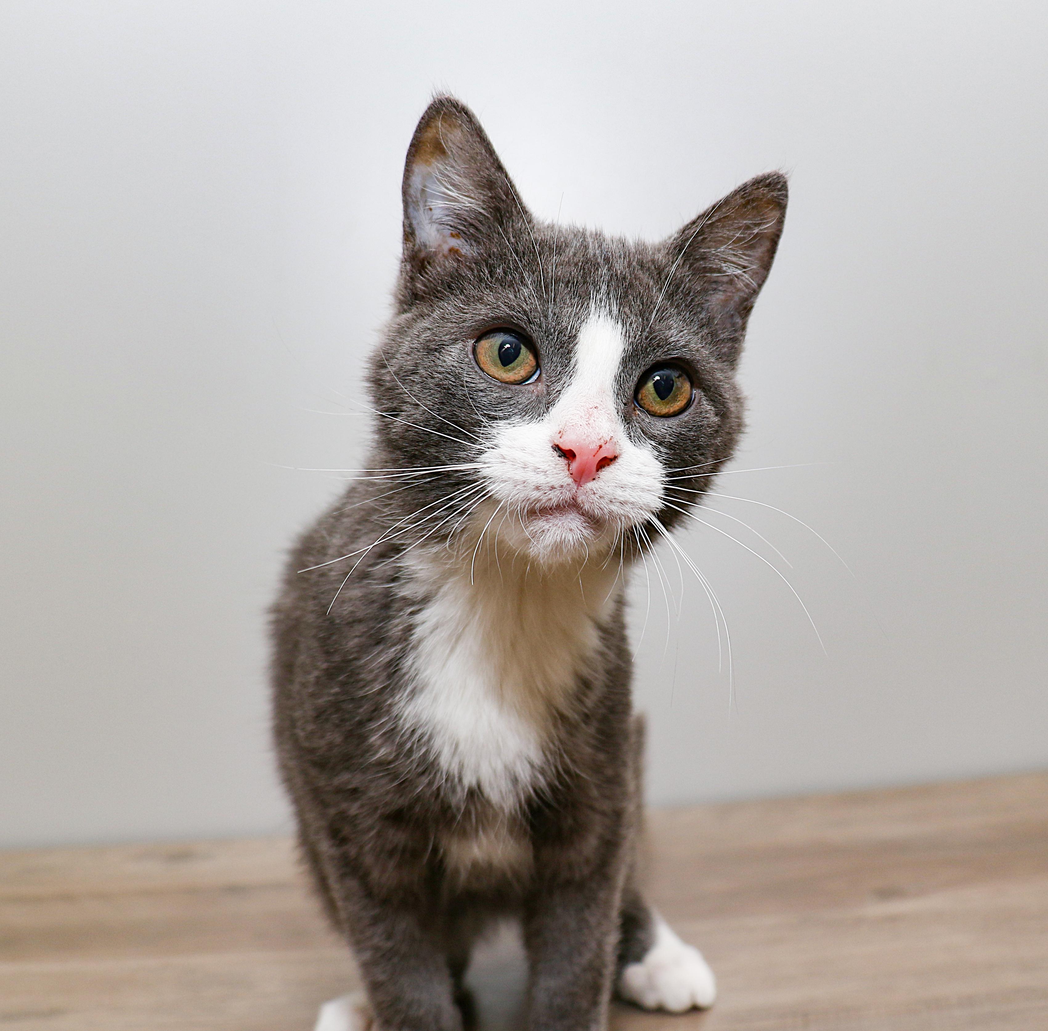 Enlarge Benjamin, an adopted Domestic Short Hair in Charlotte, NC image 4/5
