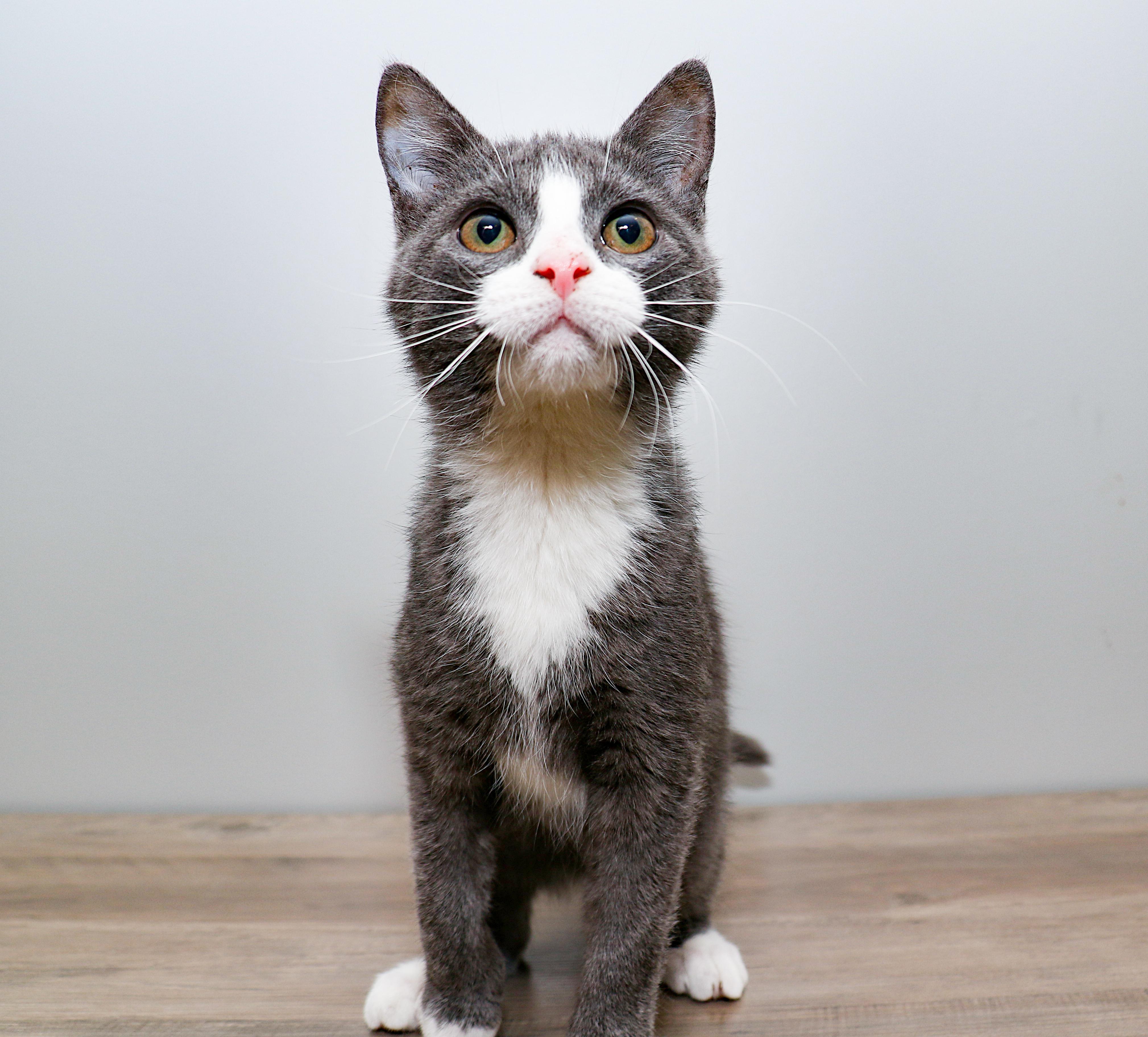 Enlarge Benjamin, an adopted Domestic Short Hair in Charlotte, NC image 5/5