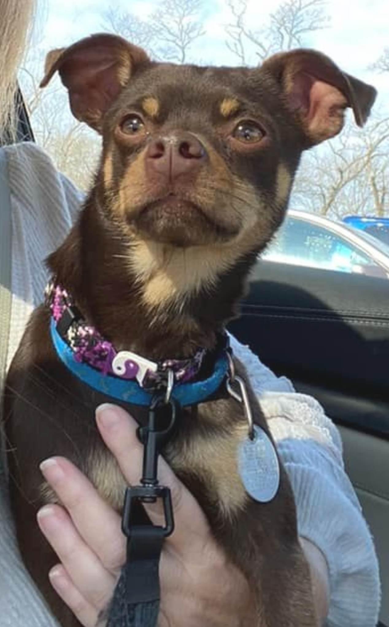 Sam, a Adopted mixed breed in Columbia, MO image 6/6