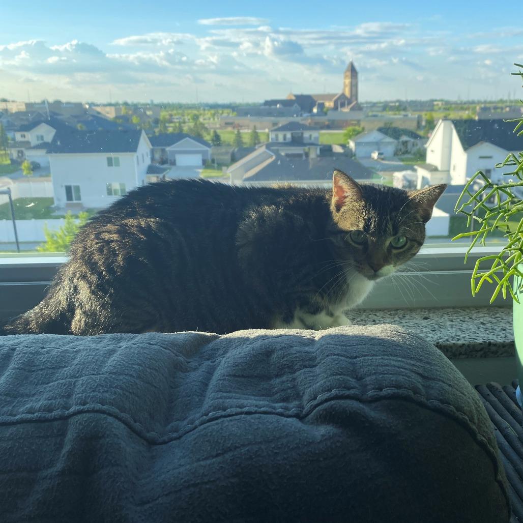 Enlarge Doris--In Foster, a Adoptable Domestic Short Hair in Fargo, ND image 1/6
