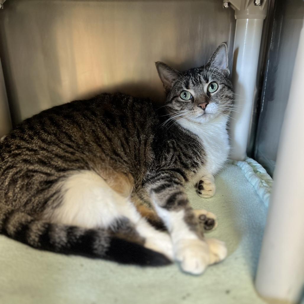 Enlarge Doris--In Foster, a Adoptable Domestic Short Hair in Fargo, ND image 2/6