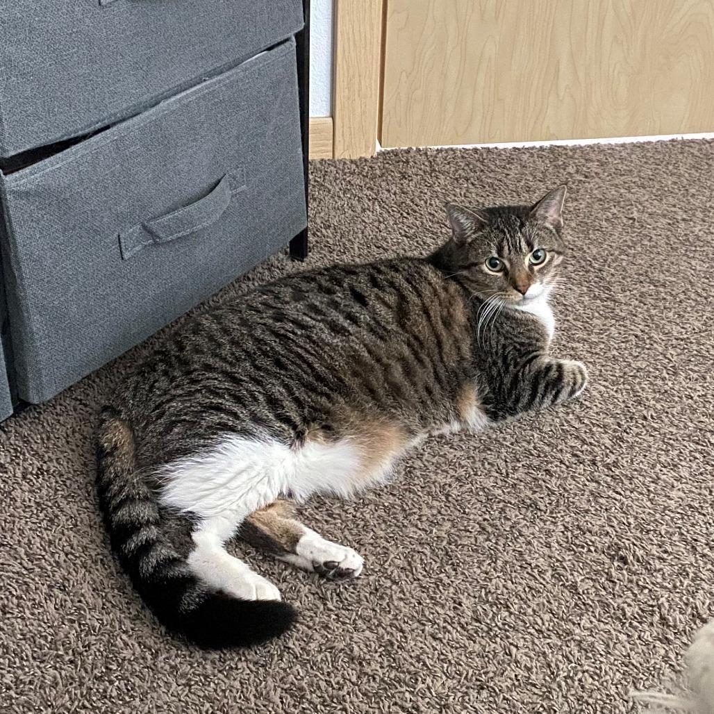 Enlarge Doris--In Foster, a Adoptable Domestic Short Hair in Fargo, ND image 3/6