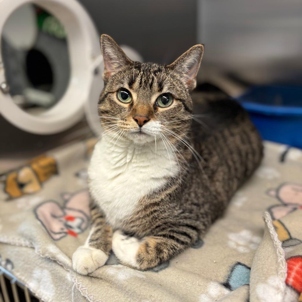 Enlarge Doris--In Foster, a Adoptable Domestic Short Hair in Fargo, ND image 4/6