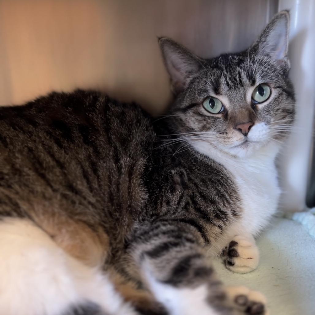 Enlarge Doris--In Foster, a Adoptable Domestic Short Hair in Fargo, ND image 6/6