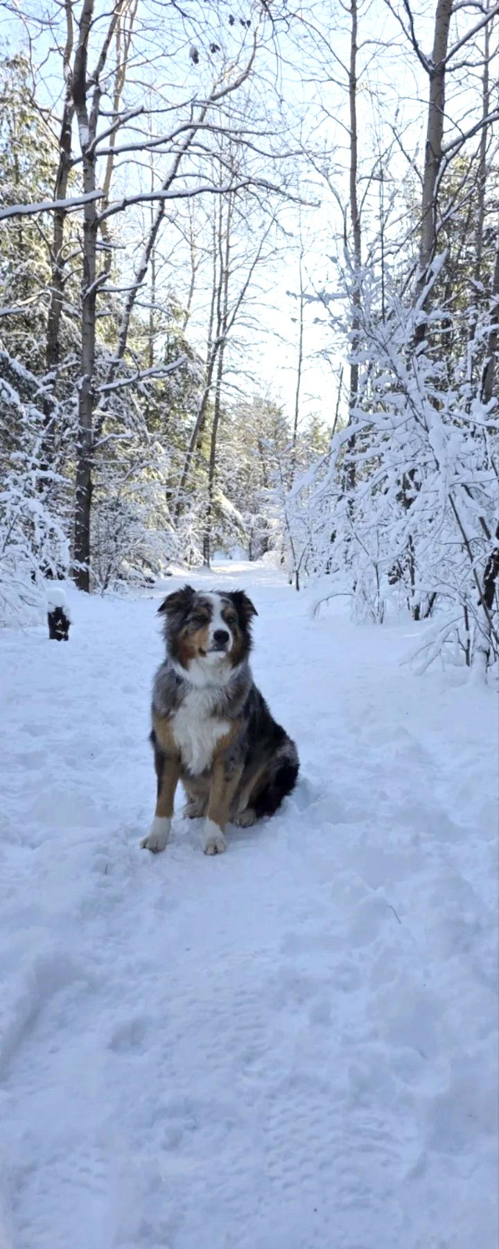 Enlarge Zuri - Courtesy Listing, a ADOPTABLE Australian Shepherd in Carlsbad Springs, ON image 6/6