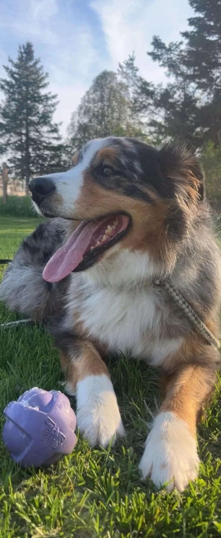 Enlarge Zuri - Courtesy Listing, a ADOPTABLE Australian Shepherd in Carlsbad Springs, ON image 4/6