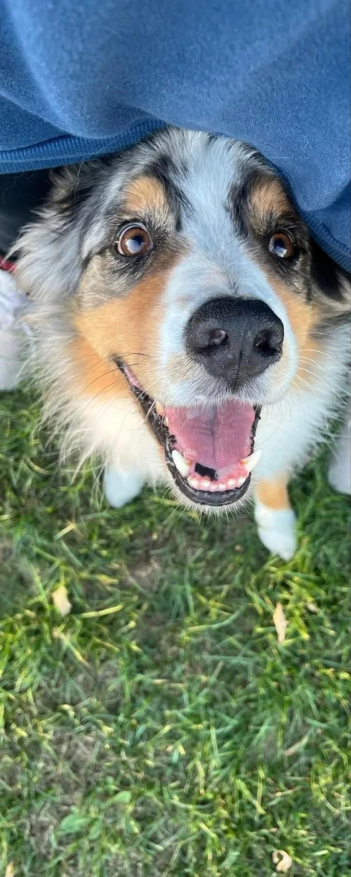 Enlarge Zuri - Courtesy Listing, a ADOPTABLE Australian Shepherd in Carlsbad Springs, ON image 2/6