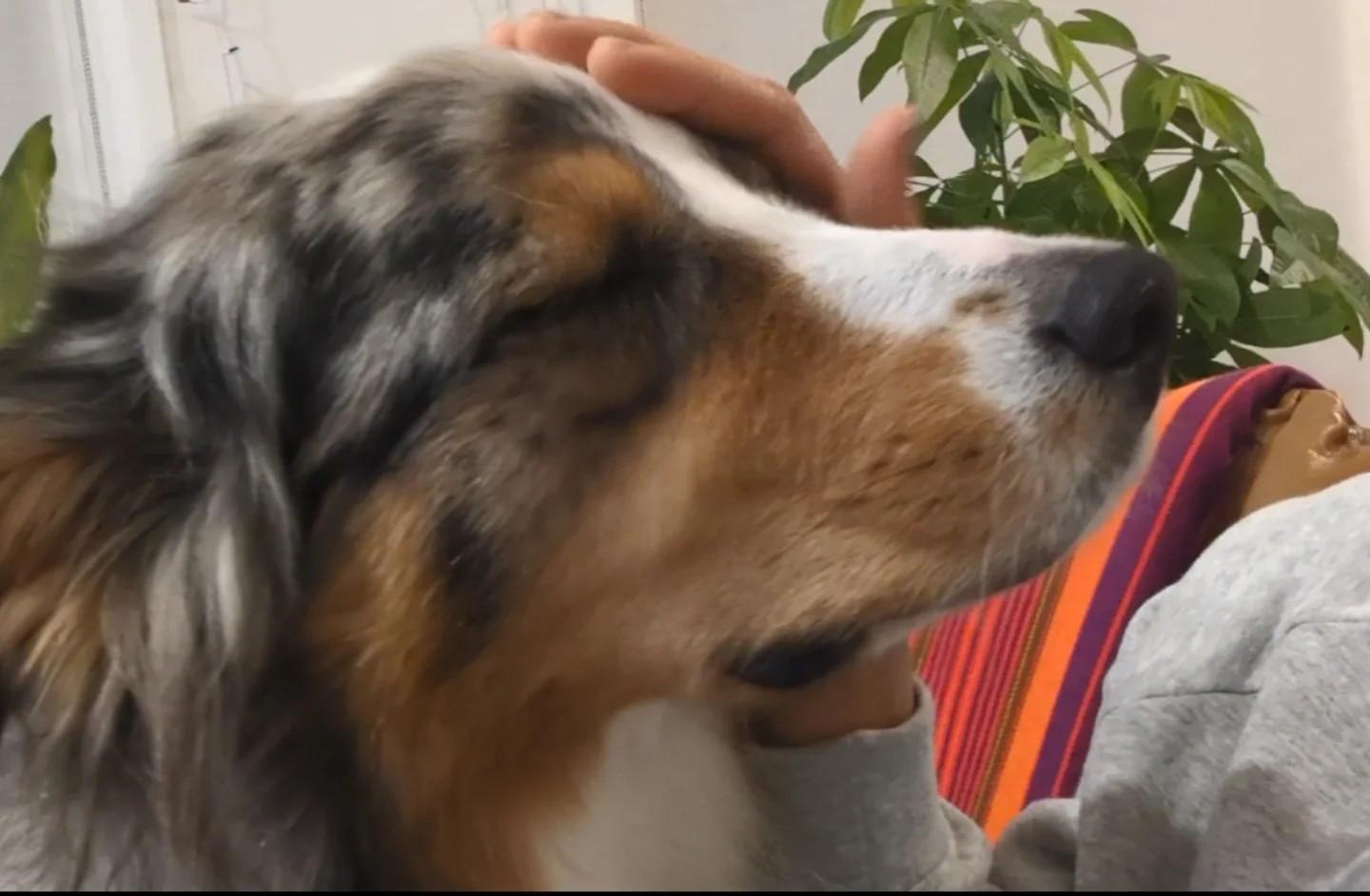 Enlarge Zuri - Courtesy Listing, a ADOPTABLE Australian Shepherd in Carlsbad Springs, ON image 5/6