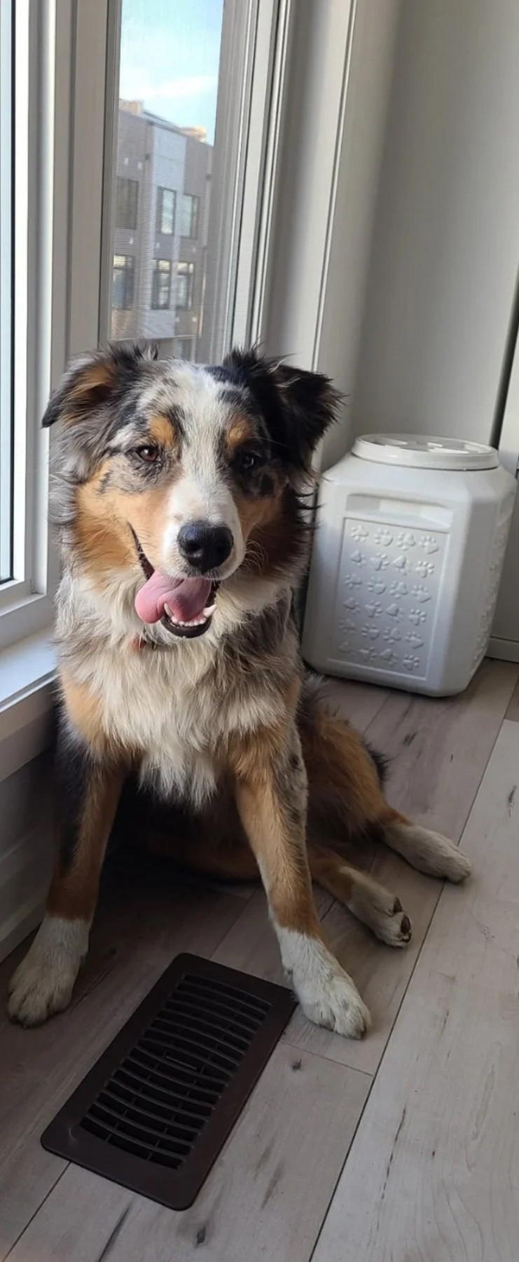 Enlarge Zuri - Courtesy Listing, a ADOPTABLE Australian Shepherd in Carlsbad Springs, ON image 3/6