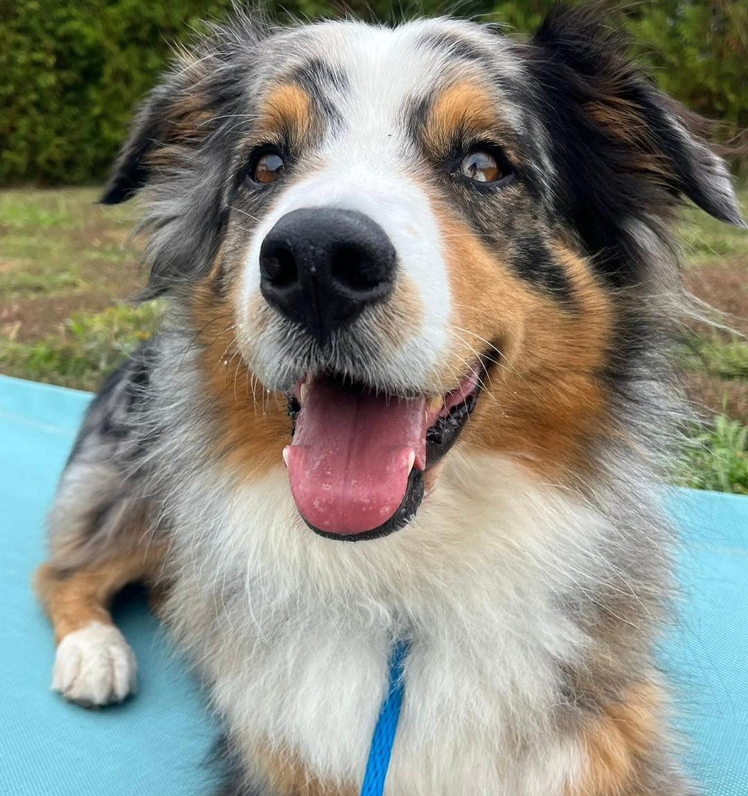 Zuri - Courtesy Listing, ADOPTABLE, Adult Male Australian Shepherd.