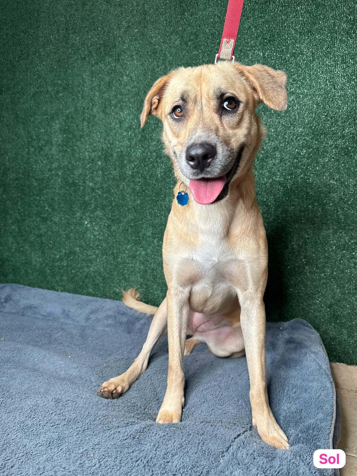 Sol, Adoptable, Adult Female Anatolian Shepherd & Carolina Dog.