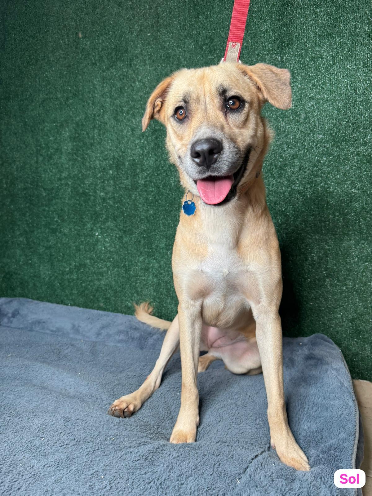 Enlarge Sol, a Adoptable mixed breed in Hellertown, PA image 4/5