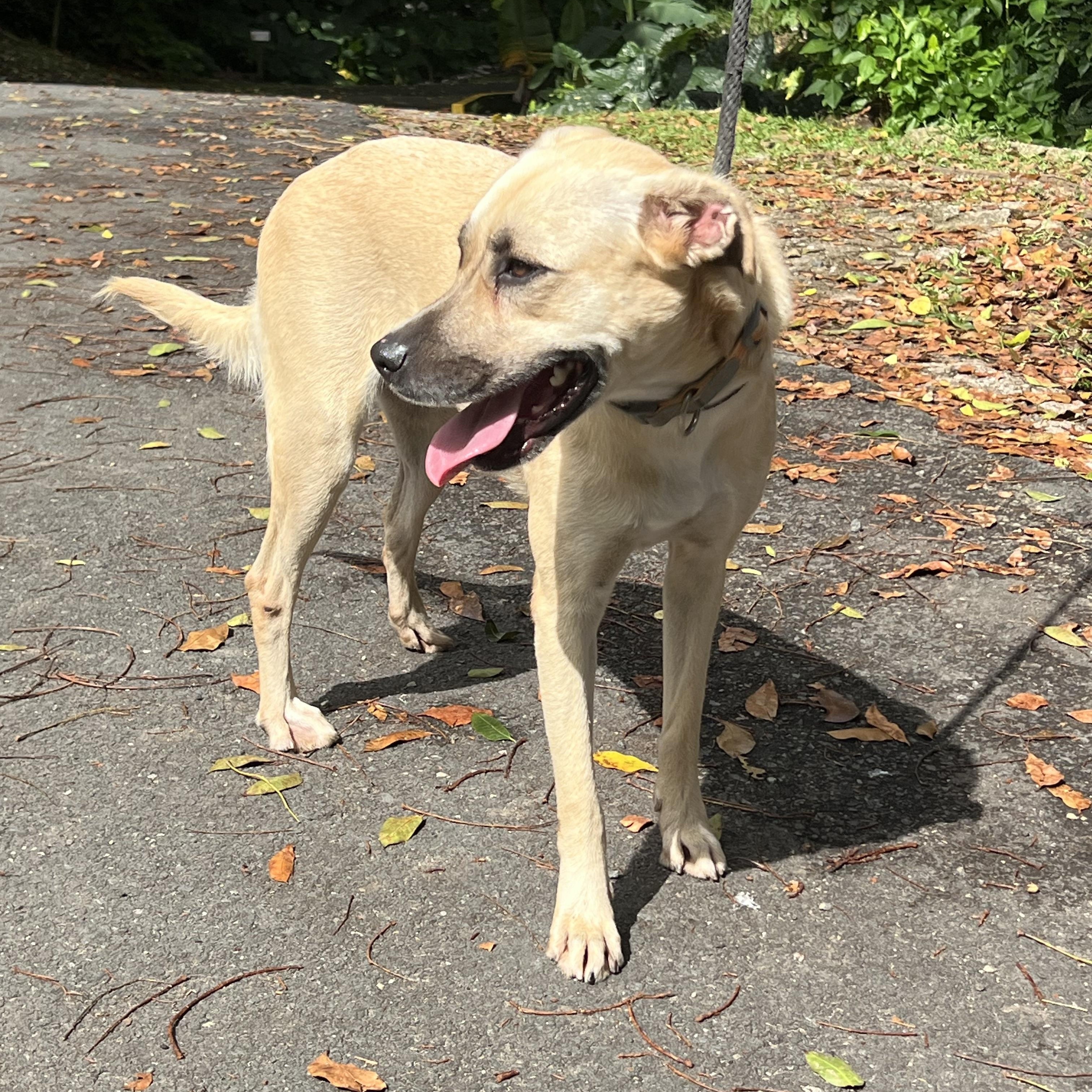 Enlarge Sol, a Adoptable mixed breed in Hellertown, PA image 2/5