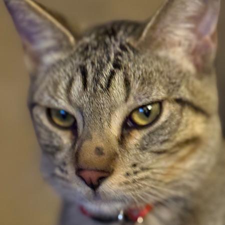 Enlarge Calispell - Playful & Independent! Bonded with Tico Adopt Both $125, a Adoptable Domestic Short Hair in Flagstaff, AZ image 1/6