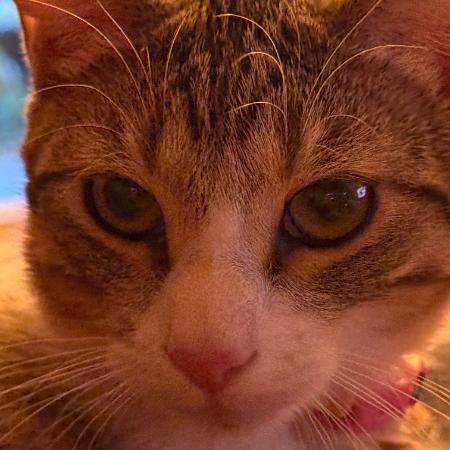 Enlarge Calispell - Playful & Independent! Bonded with Tico Adopt Both $125, a Adoptable Domestic Short Hair in Flagstaff, AZ image 2/6