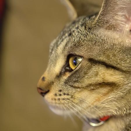 Enlarge Calispell - Playful & Independent! Bonded with Tico Adopt Both $125, a Adoptable Domestic Short Hair in Flagstaff, AZ image 3/6