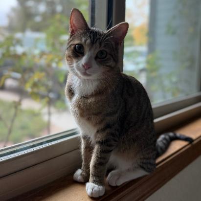 Enlarge Calispell - Playful & Independent! Bonded with Tico Adopt Both $125, a Adoptable Domestic Short Hair in Flagstaff, AZ image 4/6