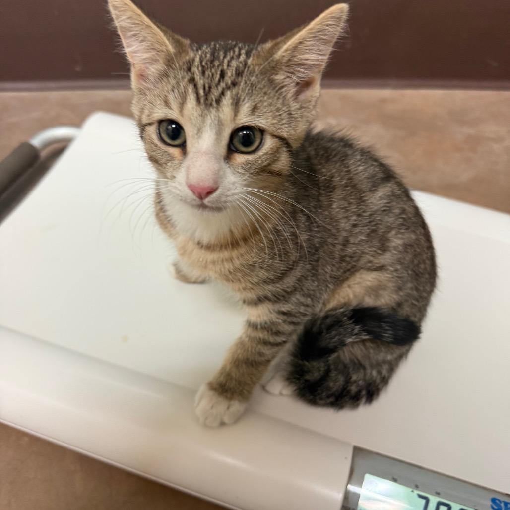 Enlarge Calispell - Playful & Independent! Bonded with Tico Adopt Both $125, a Adoptable Domestic Short Hair in Flagstaff, AZ image 5/6