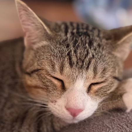 Enlarge Calispell - Playful & Independent! Bonded with Tico Adopt Both $125, a Adoptable Domestic Short Hair in Flagstaff, AZ image 6/6