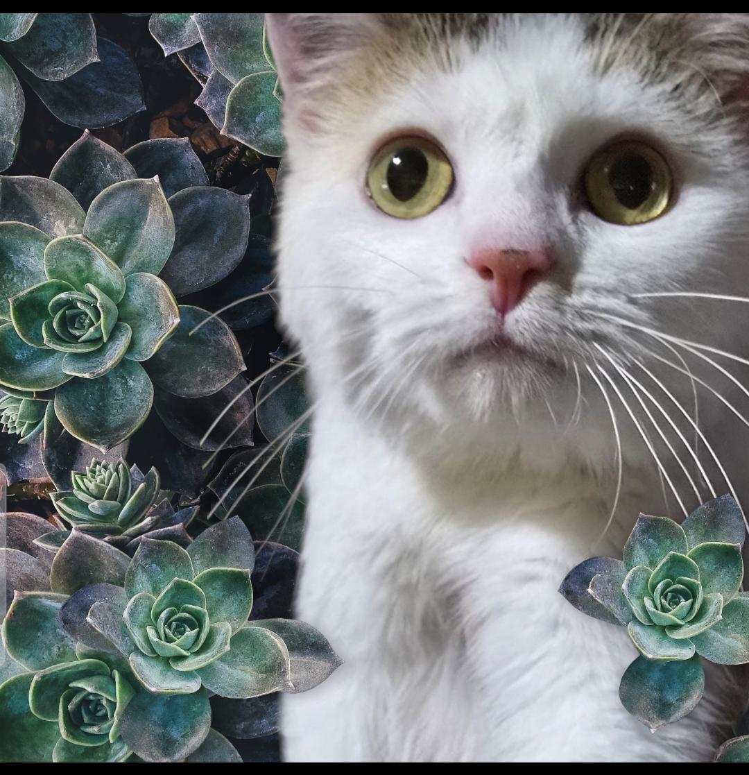 Primrose, Adopted, Young Female Domestic Short Hair.