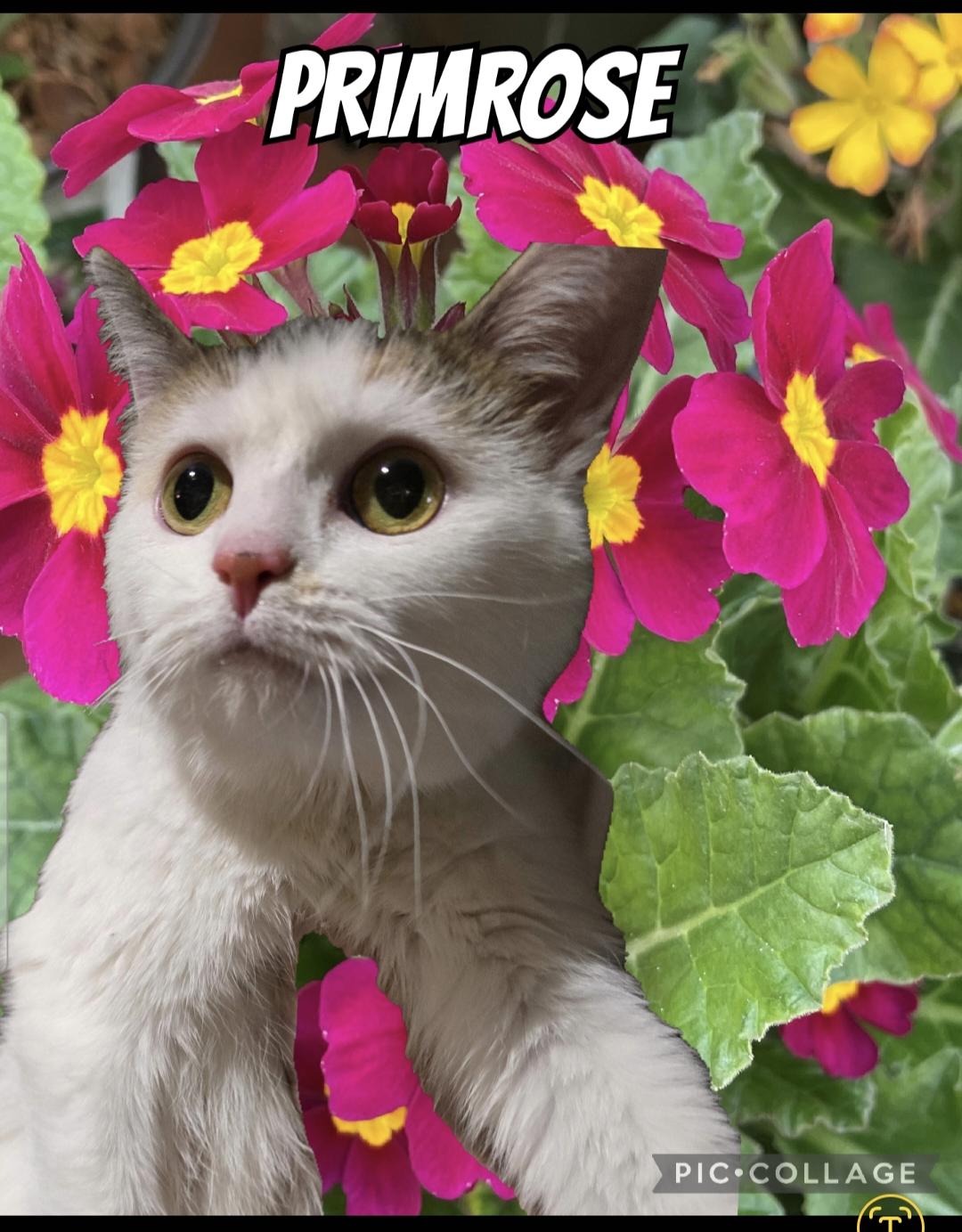 Primrose, a Adopted Domestic Short Hair in Elizabeth, PA image 2/3