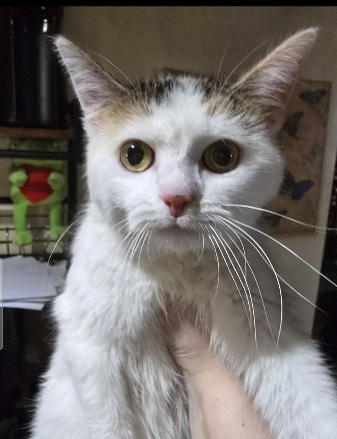 Primrose, a Adopted Domestic Short Hair in Elizabeth, PA image 3/3