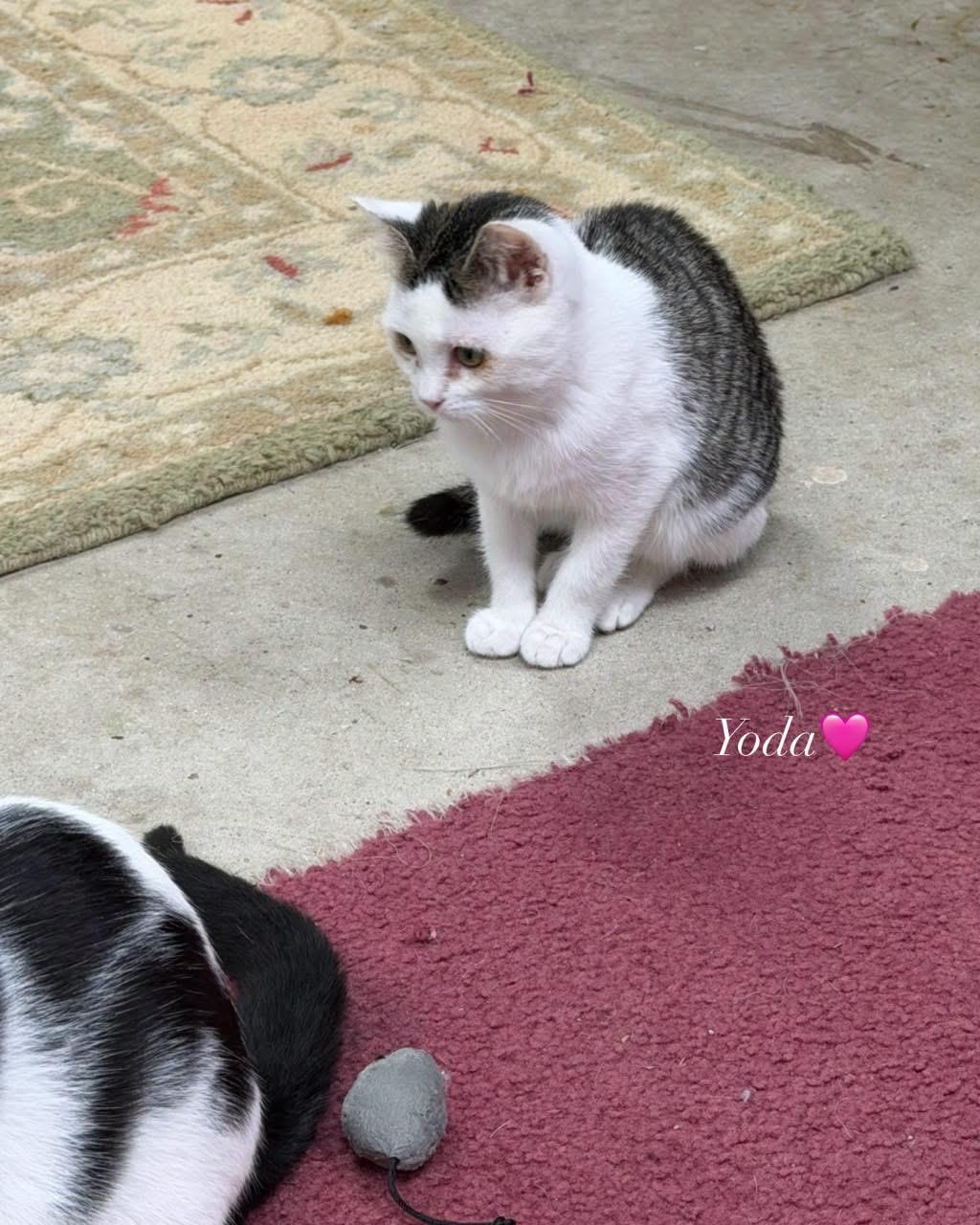 Yoda, Adoptable, Kitten Female Domestic Short Hair.