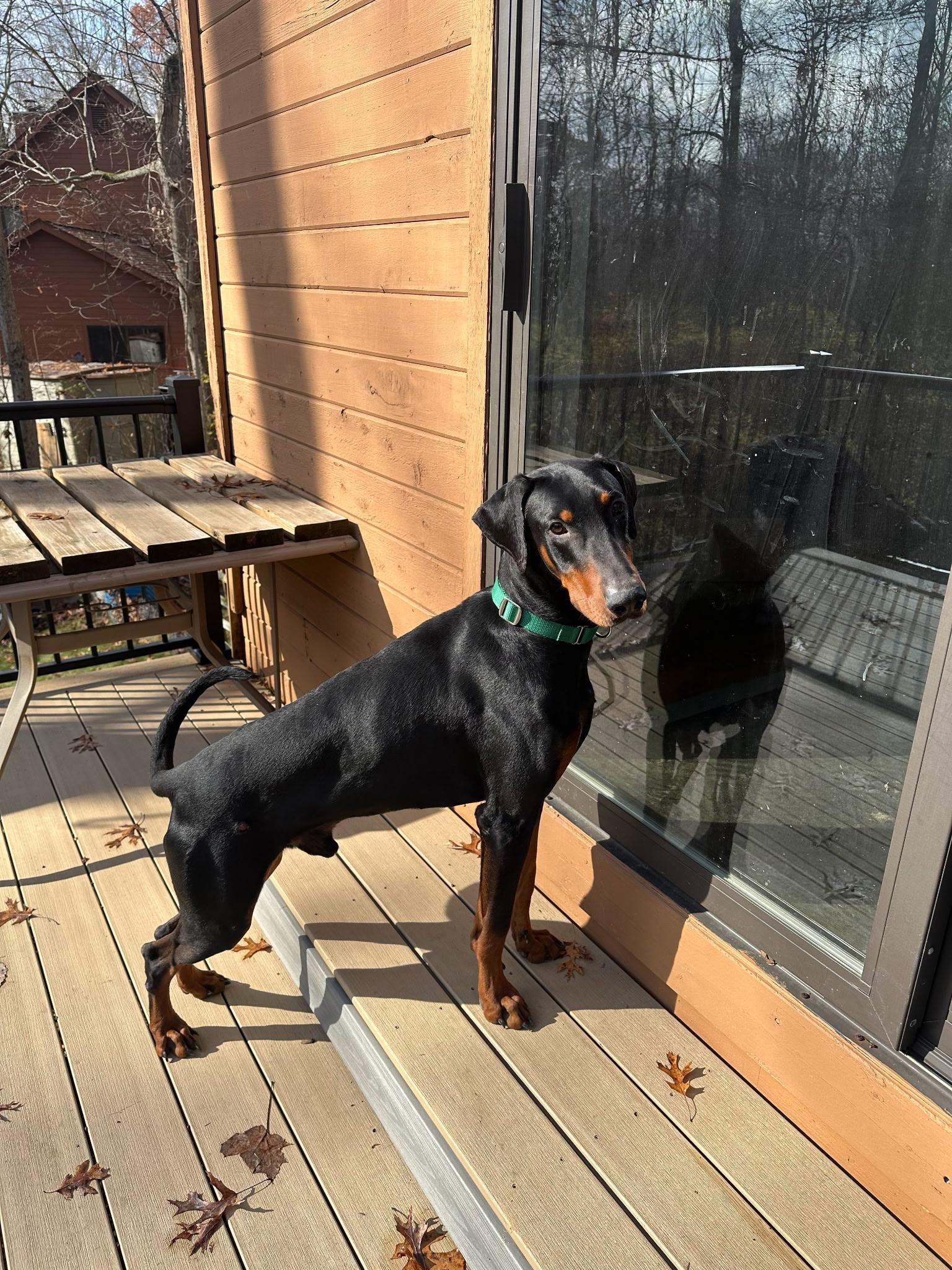 Enlarge King, a ADOPTABLE Doberman Pinscher in Louisville, KY image 2/4