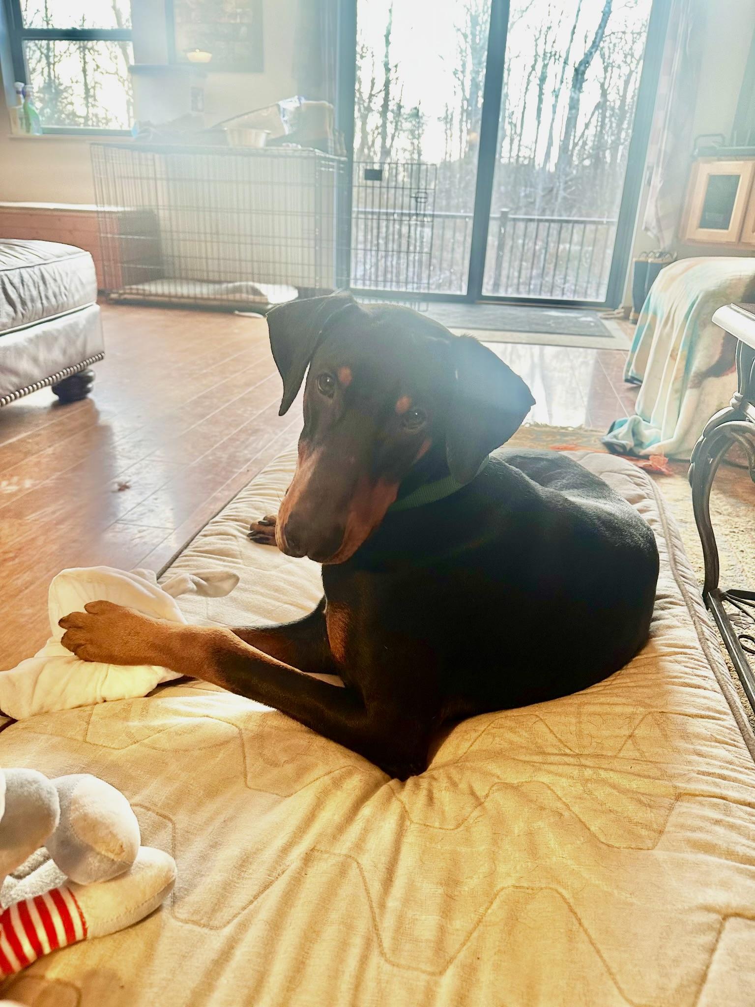 King, ADOPTABLE, Adult Male Doberman Pinscher.