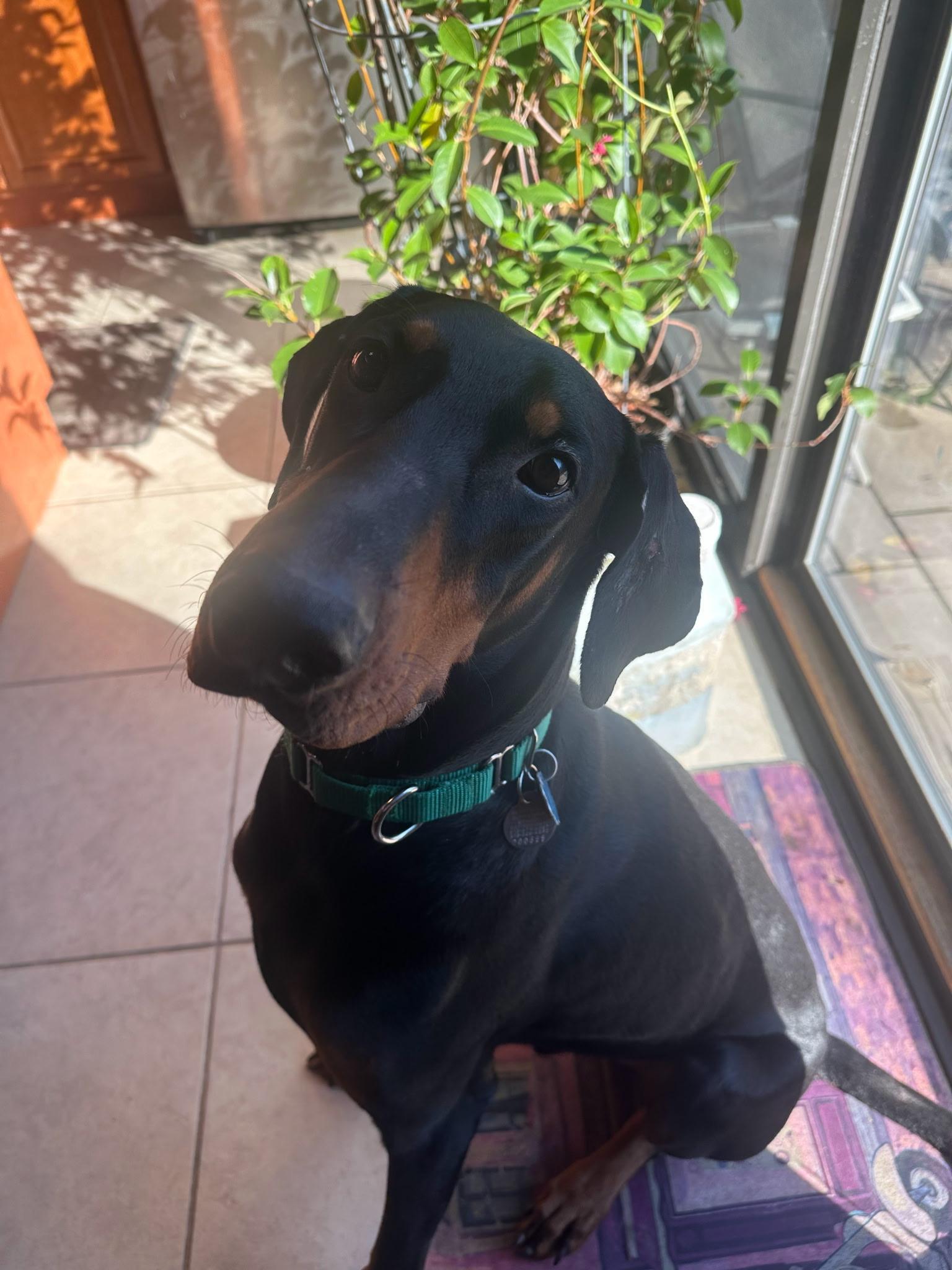 Enlarge King, a ADOPTABLE Doberman Pinscher in Louisville, KY image 3/4