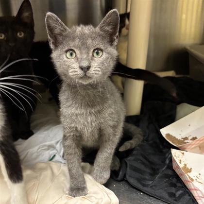 Kieran, Adoptable, Kitten Male Domestic Short Hair & Domestic Short Hair.