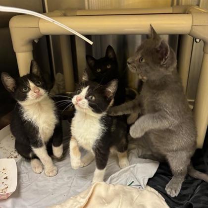 Enlarge Kieran, a Adoptable Domestic Short Hair in Dallas, TX image 1/4