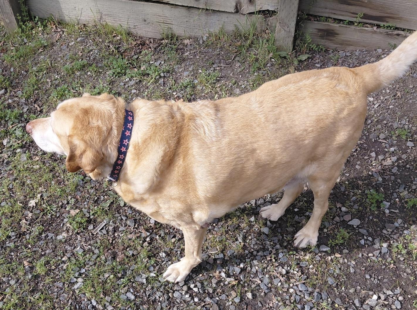 Enlarge Rustie, a ADOPTABLE Labrador Retriever in San Francisco, CA image 4/5