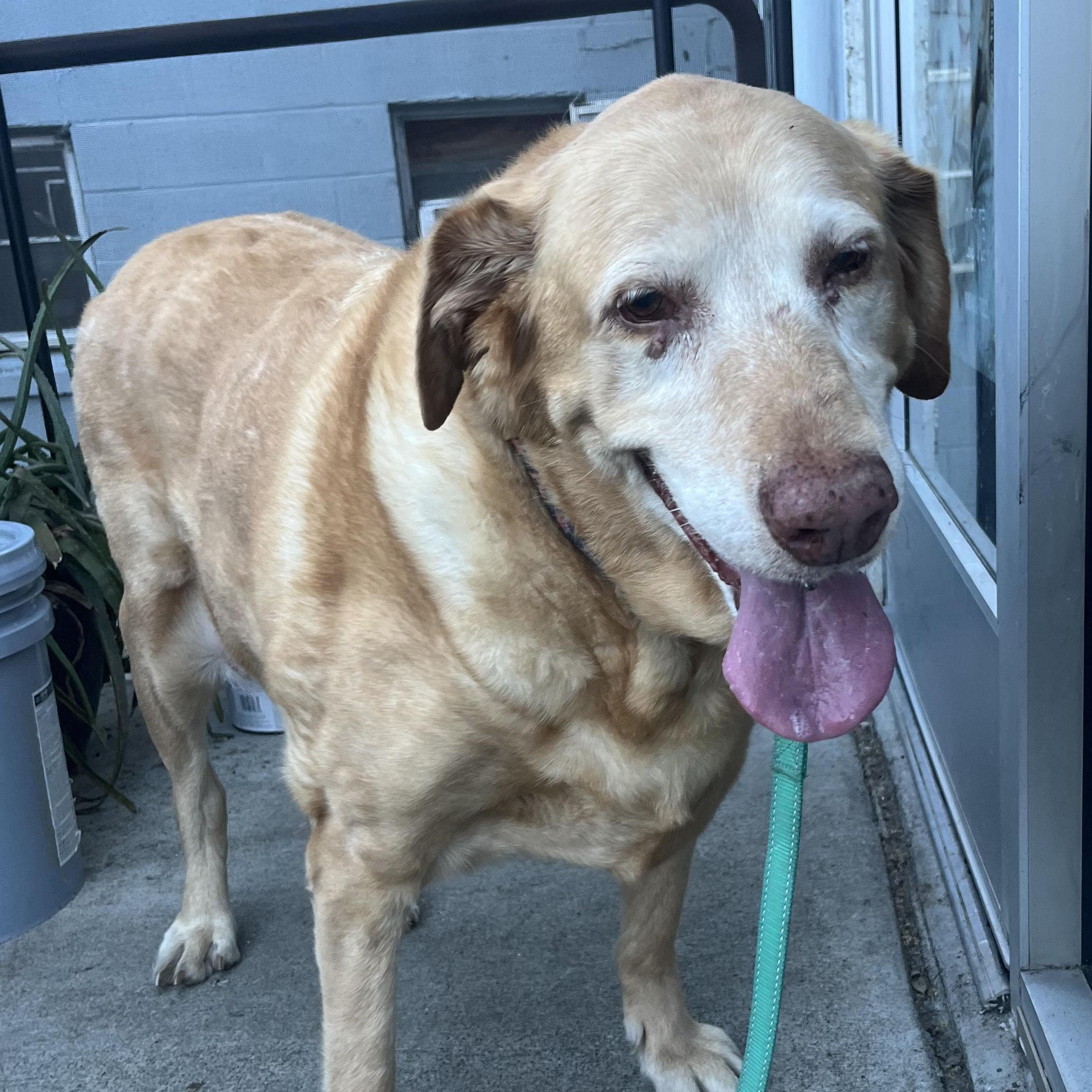 Enlarge Rustie, a ADOPTABLE Labrador Retriever in San Francisco, CA image 5/5