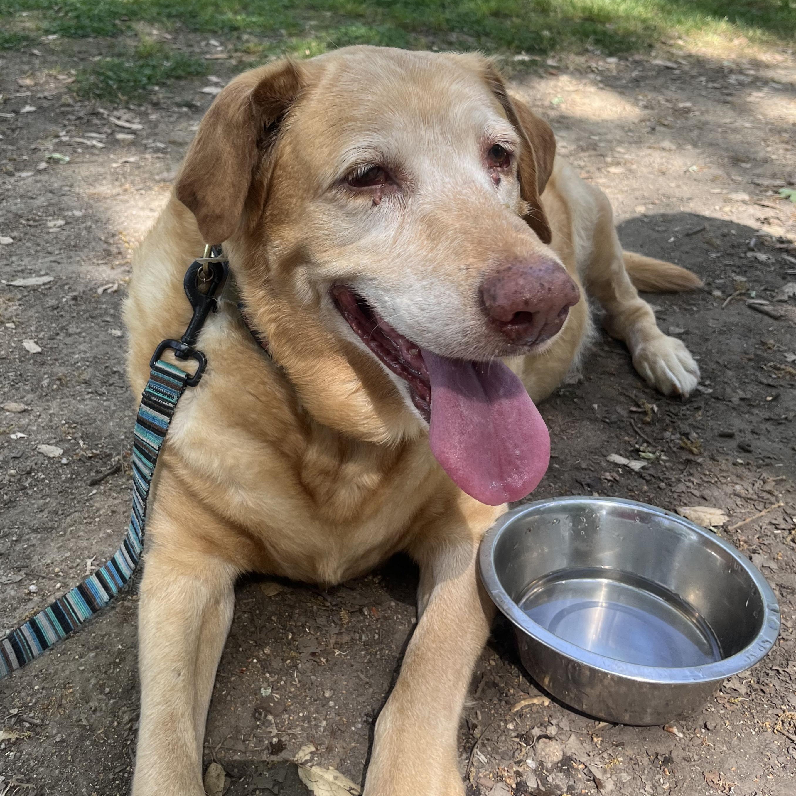 Enlarge Rustie, a ADOPTABLE Labrador Retriever in San Francisco, CA image 4/5