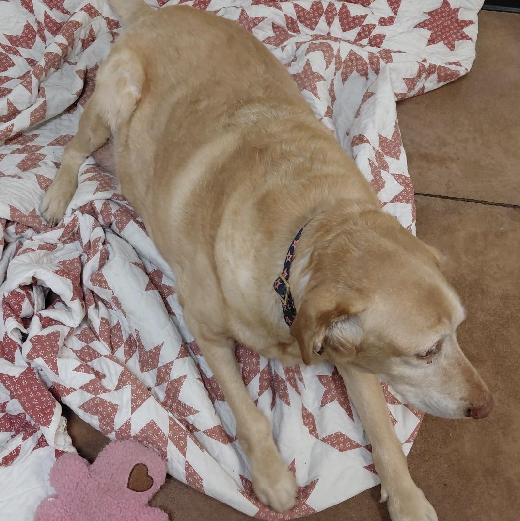 Enlarge Rustie, a ADOPTABLE Labrador Retriever in San Francisco, CA image 5/5