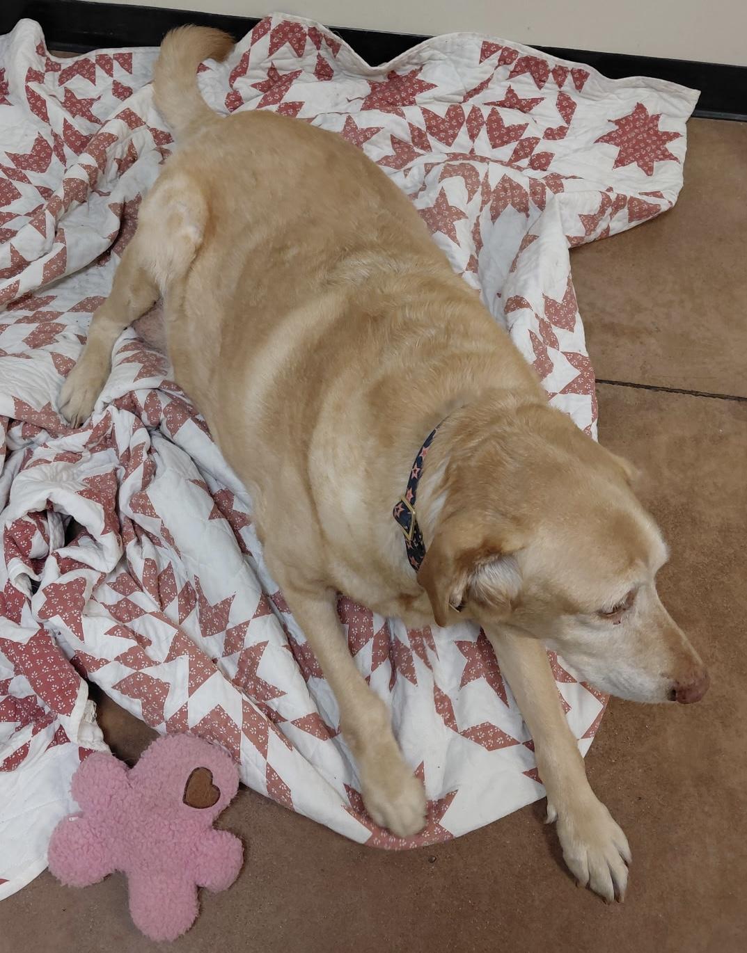 Enlarge Rustie, a ADOPTABLE Labrador Retriever in San Francisco, CA image 5/5