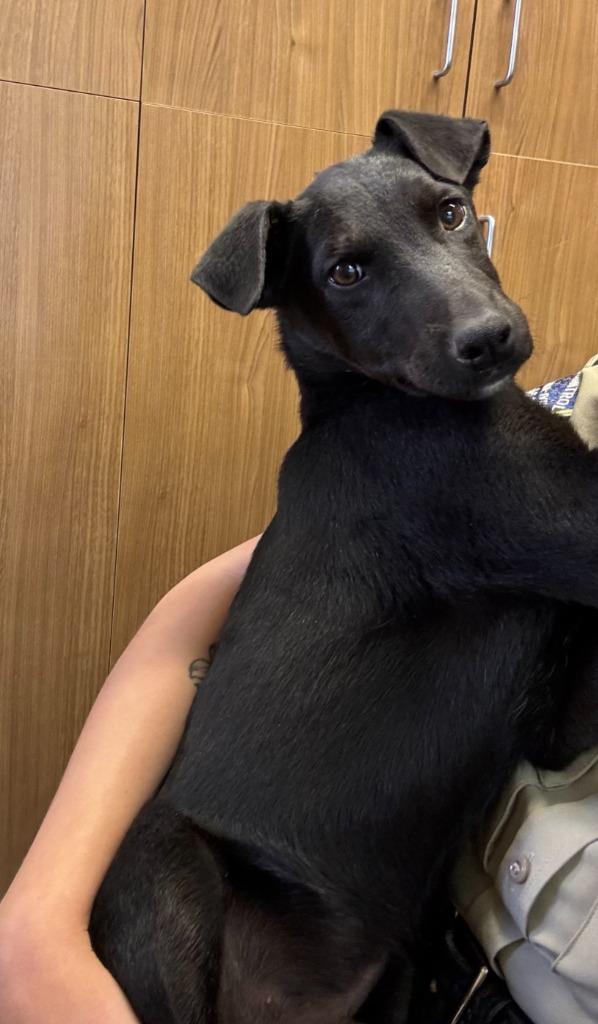 Coal , ADOPTABLE, Puppy Male Black Labrador Retriever & Doberman Pinscher.