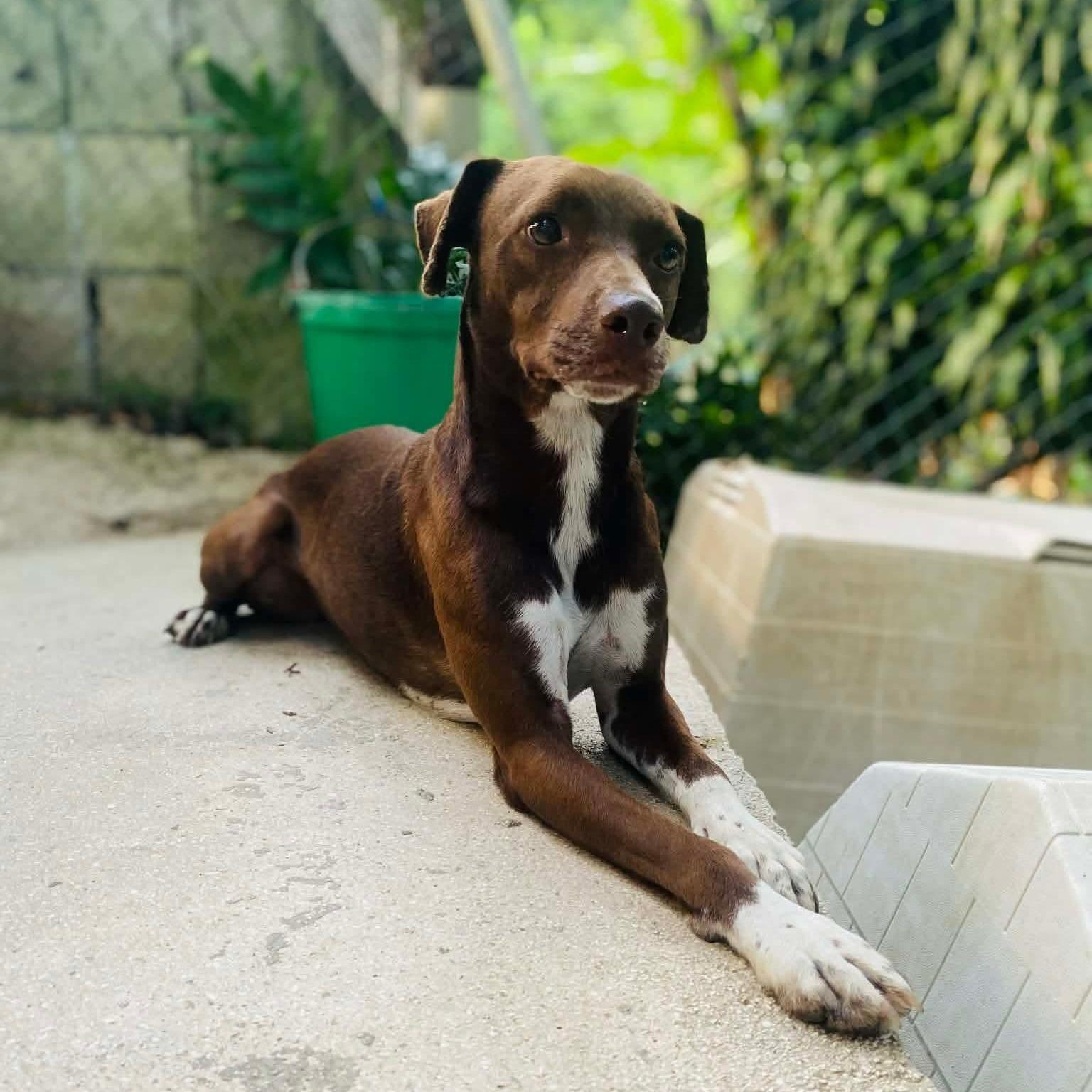 Enlarge Eve, a ADOPTABLE mixed breed in Milford, NH image 2/6