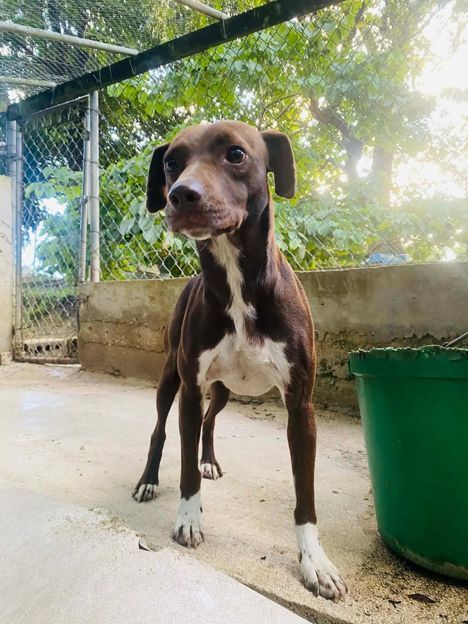 Enlarge Eve, a ADOPTABLE mixed breed in Milford, NH image 5/6