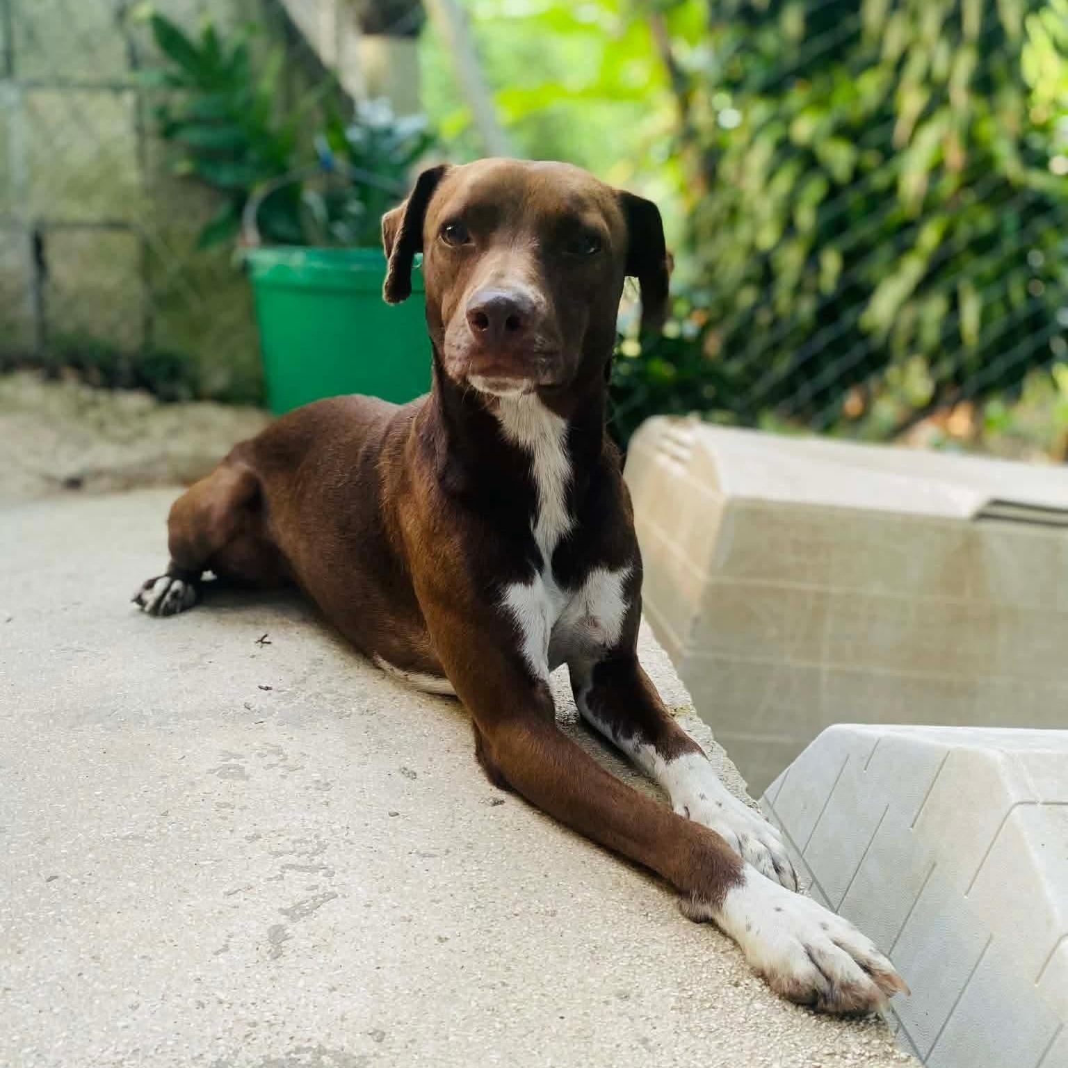 Enlarge Eve, a ADOPTABLE mixed breed in Milford, NH image 4/6