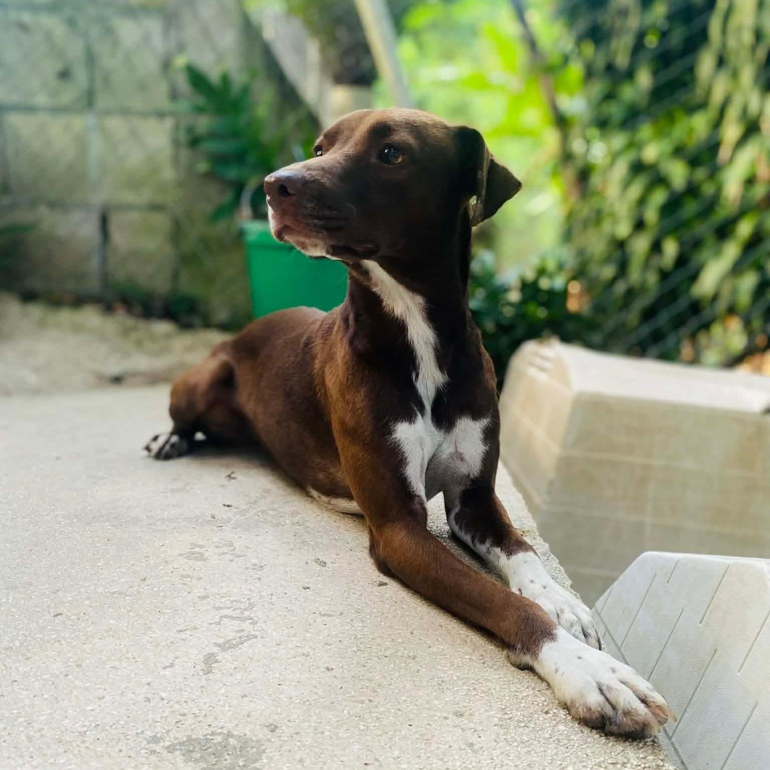 Enlarge Eve, a ADOPTABLE mixed breed in Milford, NH image 6/6