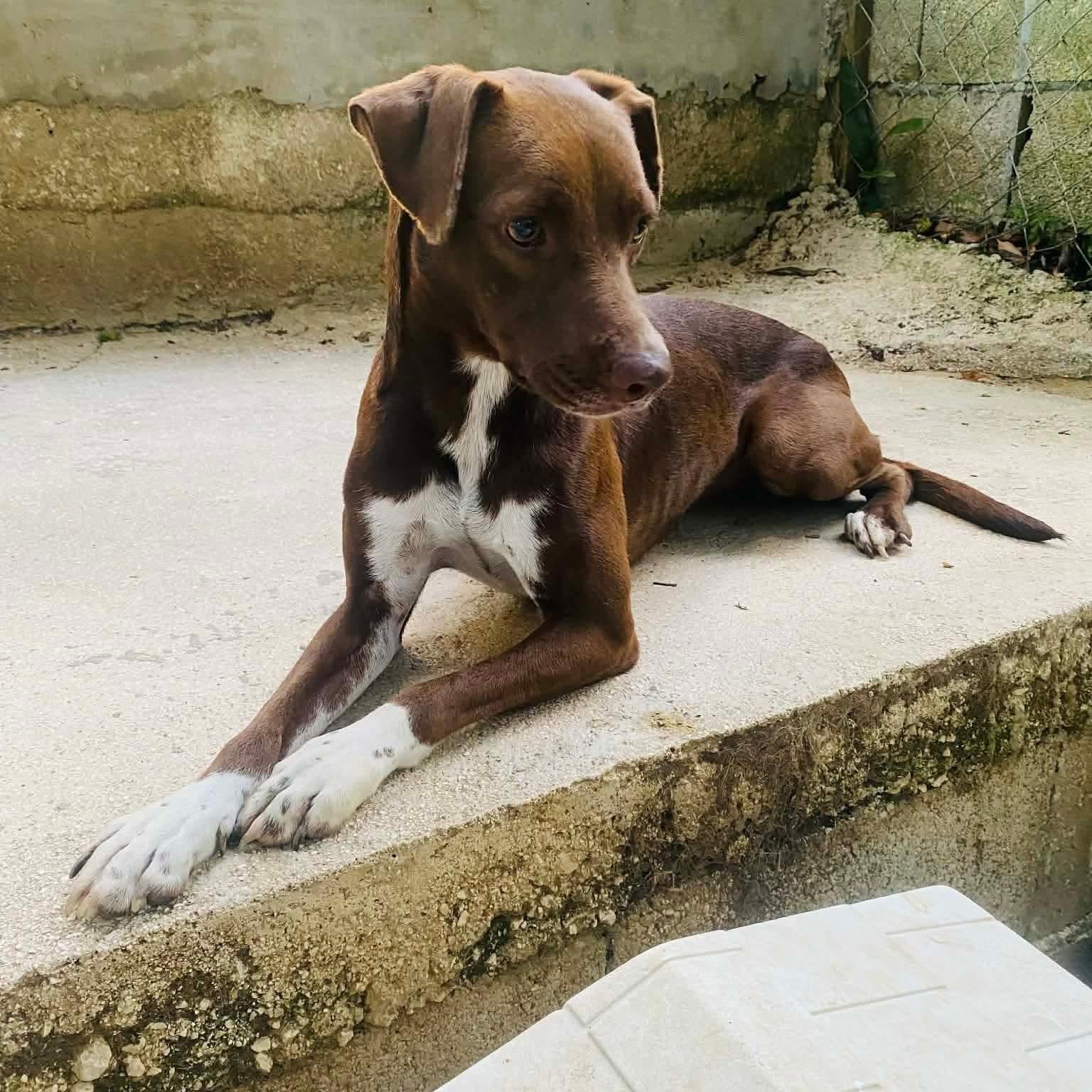 Eve, ADOPTABLE, Young Female Labrador Retriever & Chocolate Labrador Retriever.