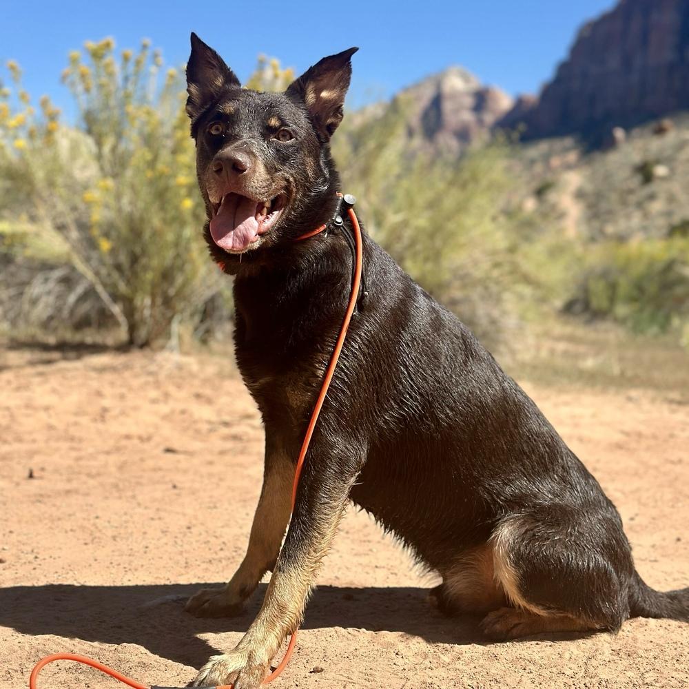 Enlarge Maximillian, a Adoptable mixed breed in Hurricane, UT image 1/6