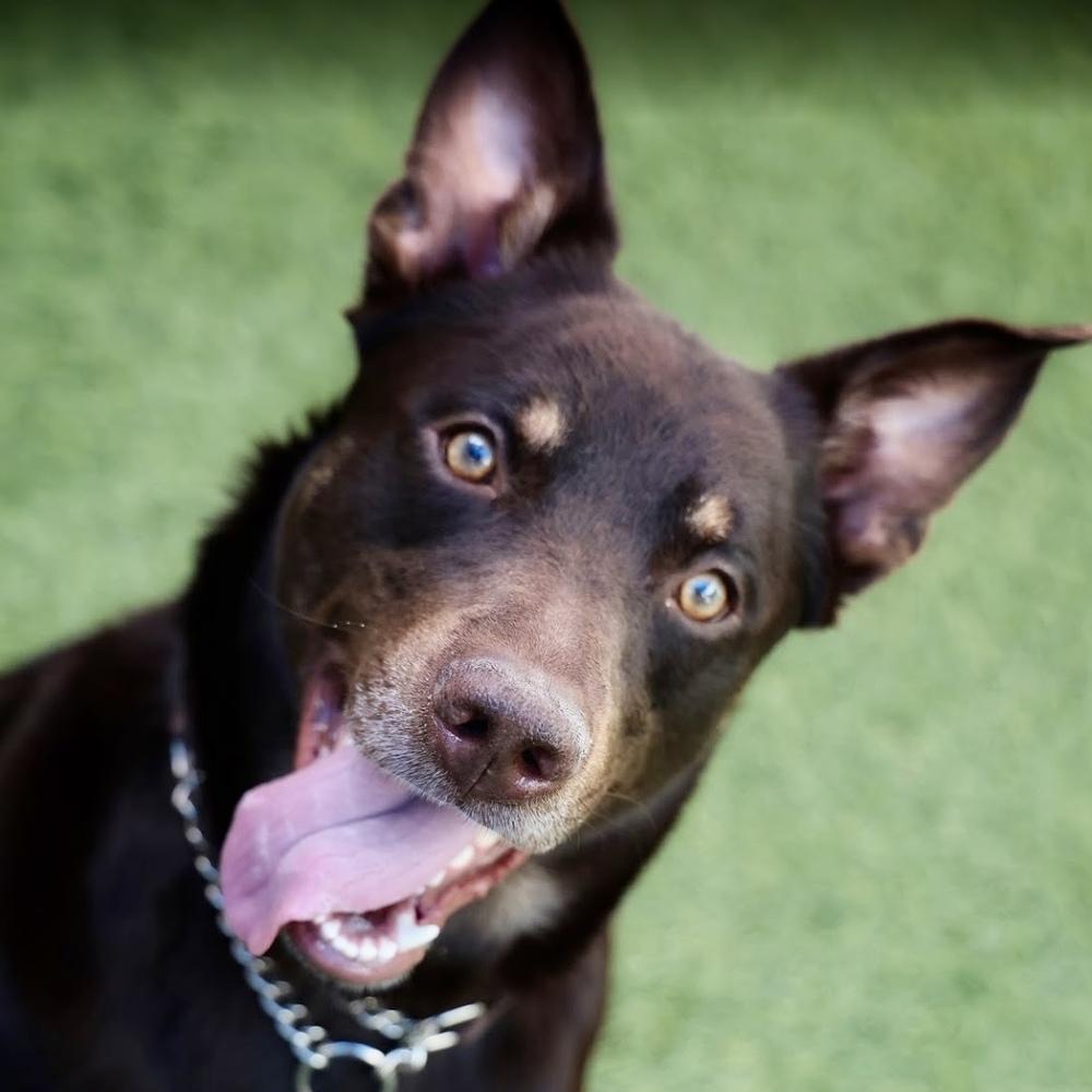 Enlarge Maximillian, a Adoptable mixed breed in Hurricane, UT image 2/6