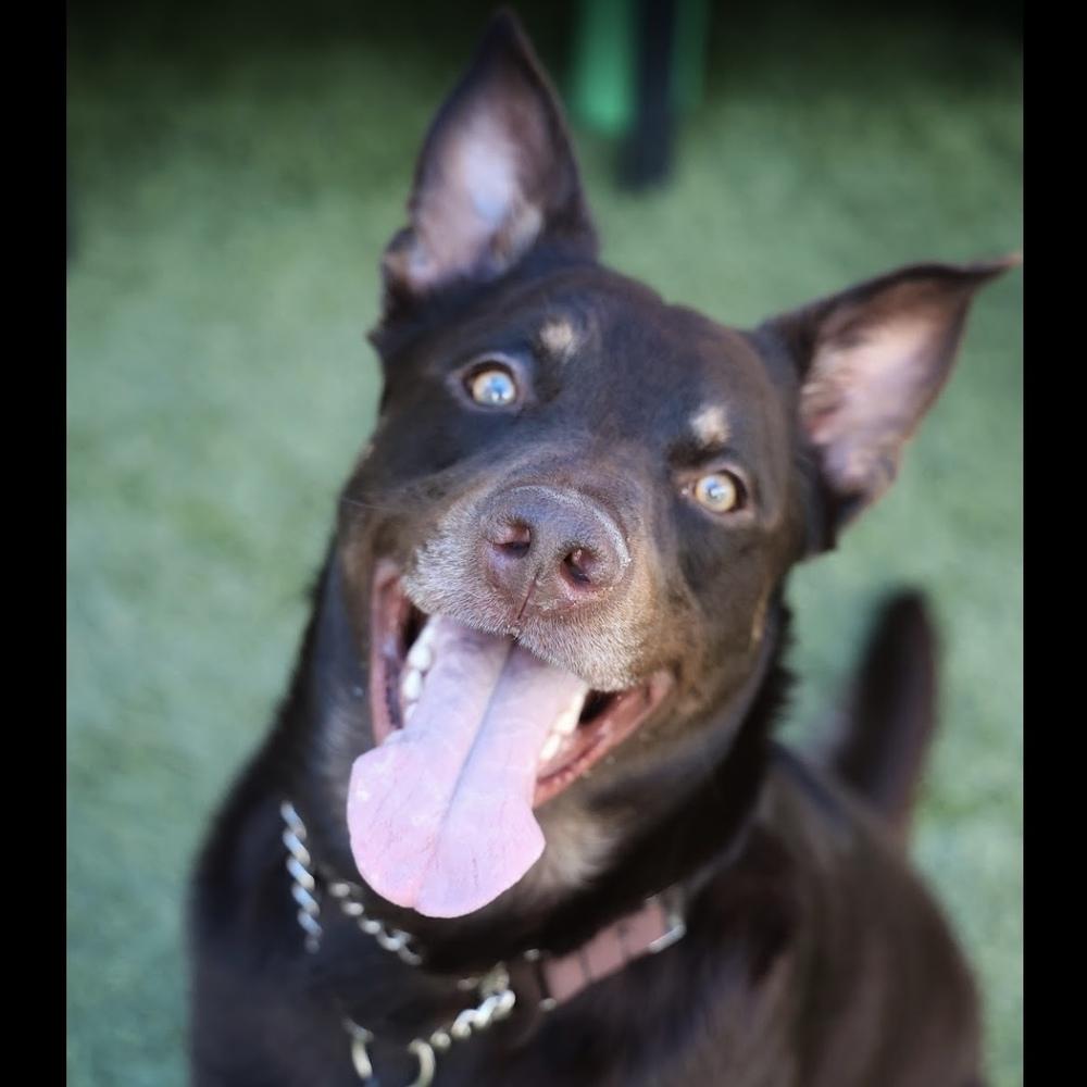 Enlarge Maximillian, a Adoptable mixed breed in Hurricane, UT image 3/6