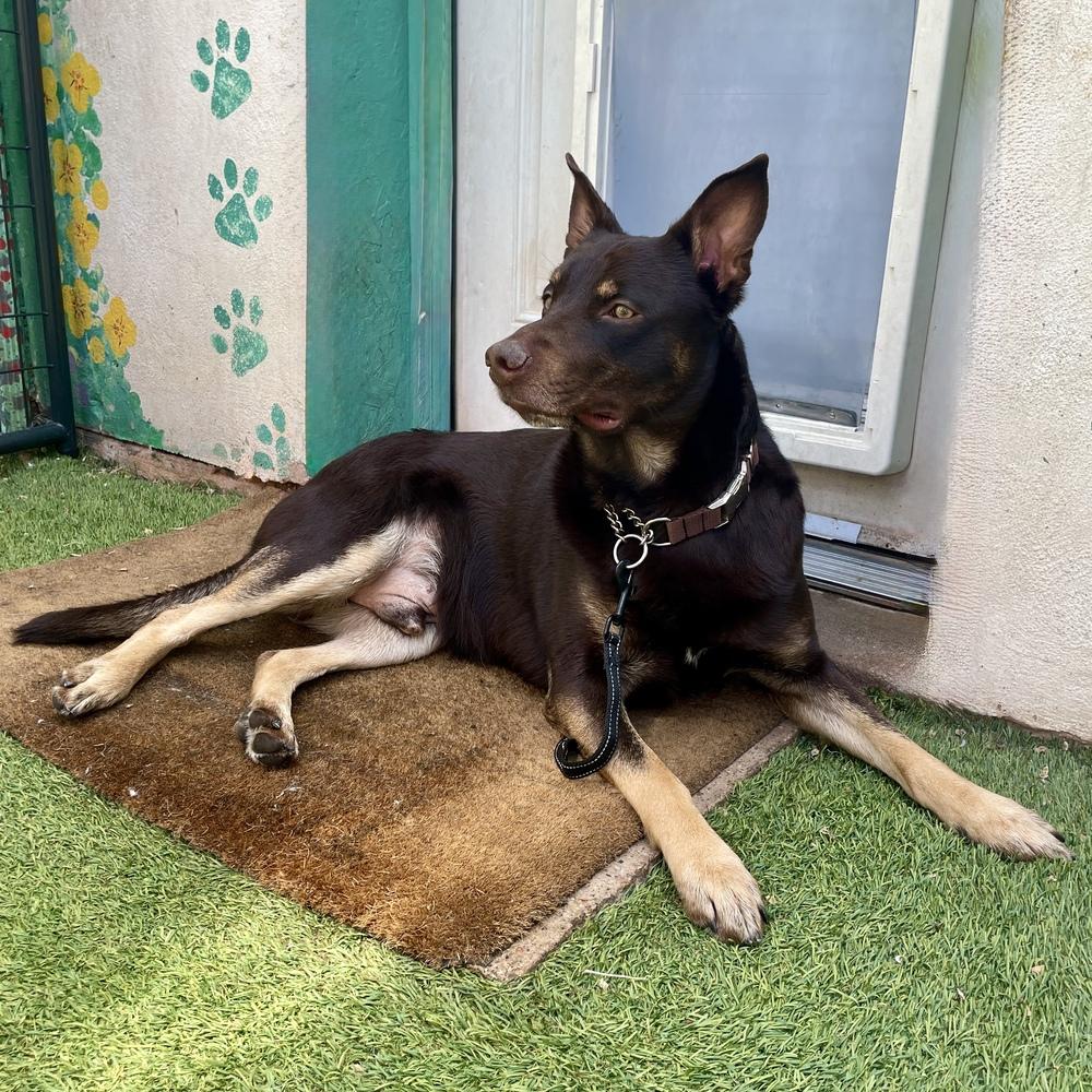 Enlarge Maximillian, a Adoptable mixed breed in Hurricane, UT image 4/6